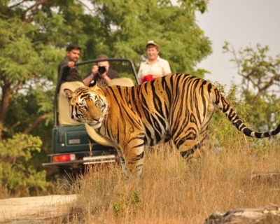 Service Provider of Agra Ranthambore Jaipur Pushkar Tour in Daryaganj, Delhi, India.